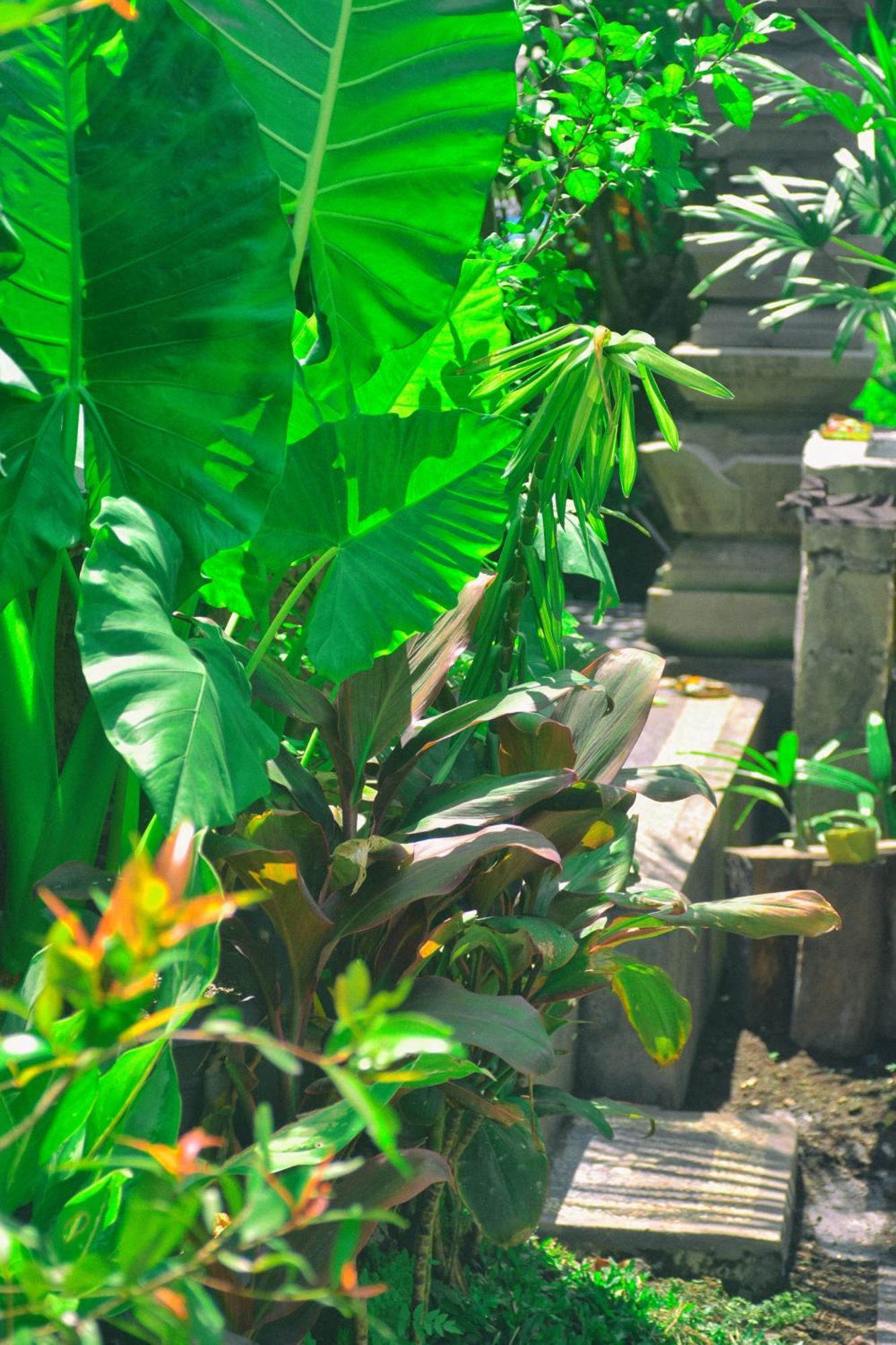 Ume Sita Villa And Homestay Ubud Eksteriør billede